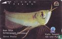 Ikan Siluk Schleropages Formosus - Bild 1