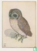 Das Käuzchen-Little owl, 1508 - Afbeelding 1