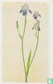 Schwertlilie- Iris-Irises, ca. 1503 - Afbeelding 1