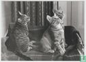 Cats - Animals - Postcard - Afbeelding 1