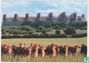 Cows Herd Animals Postcard - Image 1