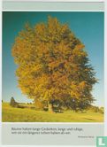 Tree Postcard - Image 1