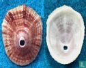 Diodora calyculata - Image 1
