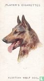 Alsatian Wolf Dog - Afbeelding 1