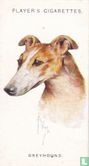 Greyhound - Afbeelding 1