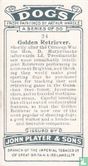 Golden Retriever - Image 2