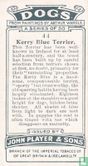 Kerry Blue Terrier - Afbeelding 2