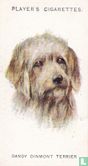 Dandy Dinmont Terrier - Afbeelding 1