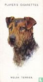 Welsh Terrier - Afbeelding 1