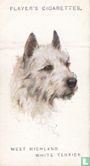 West Highland White Terrier - Afbeelding 1