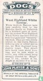 West Highland White Terrier - Bild 2