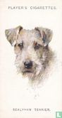 Sealyham Terrier - Image 1