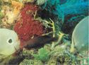Fond marin, corail rouge - Bild 1