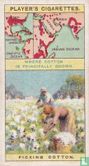 Picking Cotton - Image 1