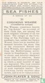 Corkwing Wrasse - Image 2