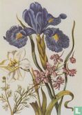 Gefüllter Ritterspoon, Josephstab, englische Iris - aus  - Neues Blumenbuch, Nürnberg 1680   - Afbeelding 1