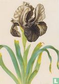 Iris susiana - Bild 1