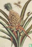 Ananas mit Insekten- Tafel 1 aus - Metamorphosis Insecturum Surinamensium, 1707 - Afbeelding 1
