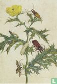 Mexikanischer Stachelmohn und Bockkäfer- Tafel 69 aus - Metamorphosis Insecturum Surinamensium,1705  - Afbeelding 1