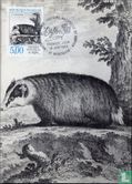 European badger - Image 1