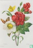 Christrose, Helleborus niger und rote Nelke mit schmetterlingen - Afbeelding 1