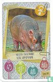 Veulen (Nijlpaard) / Bébé Hippotame - Bild 1