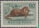 Loutre d'Europe - Image 1