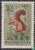 Eurasische Eichhörnchen - Bild 1