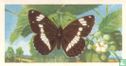 White Admiral - Afbeelding 1