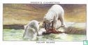 Polar Bears - Image 1