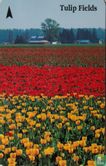 Tulip fields - Bild 1