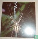 Toile d'araignée/Spinneweb - Image 1