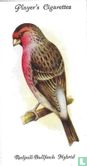 Redpoll-Bullfinch Hybrid - Image 1