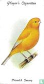 Norwich Canary - Afbeelding 1
