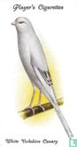 White Yorkshire Canary - Afbeelding 1