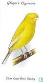 Clear Crest-Bred Canary - Image 1
