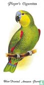 Blue-Fronted Amazon Parrot - Image 1