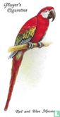 Red and Blue Macaw - Image 1