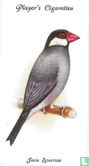 Java Sparrow - Image 1