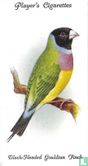 Black-Headed Gouldian Finch - Image 1