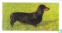 Dachshunds (Smooth Haired) - Afbeelding 1