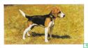 Beagle - Afbeelding 1