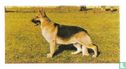 Alsatian (German Shepherd-Dog) - Afbeelding 1