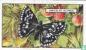 Grizzled Skipper - Afbeelding 1