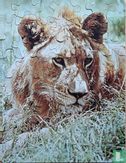 Leeuw - Bild 3