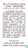Clouded Yellow