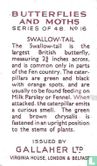Swallow-Tail