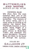 Common Blue
