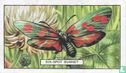 Six-Spot Burnet - Image 1
