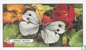Large White